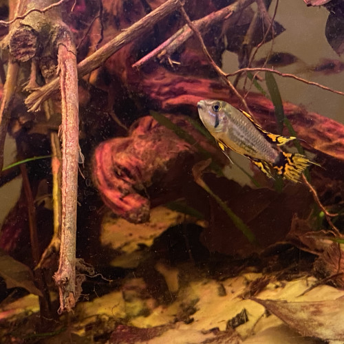 DON Apistogramma cacatuoides jeune MALE uniquement