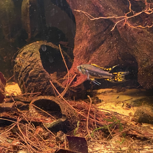 DON Apistogramma cacatuoides jeune MALE uniquement