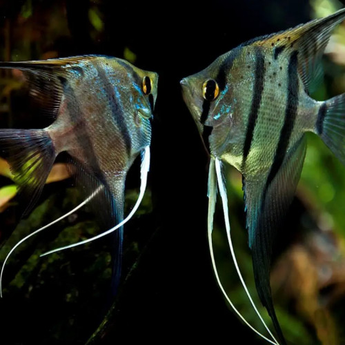 Lots de poissons de grand aquarium