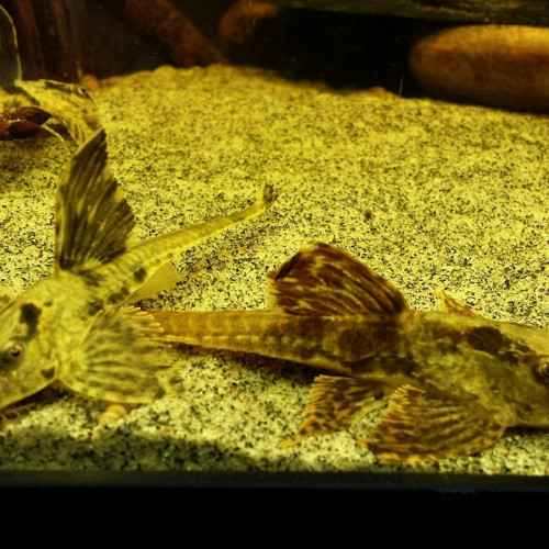 Lots de poissons de grand aquarium