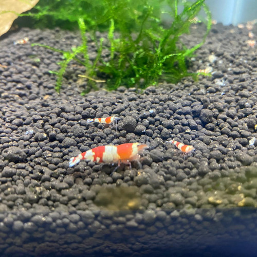 Crevettes Pure Red Line