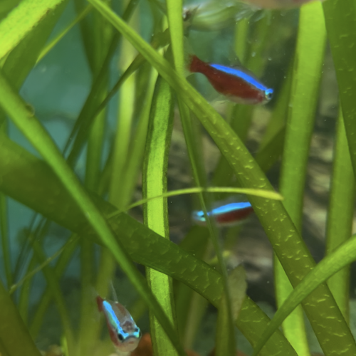 Don de 4 néons rouges et 2 crevettes Japonica