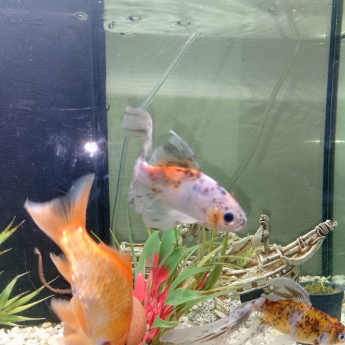 Urgent donne poissons