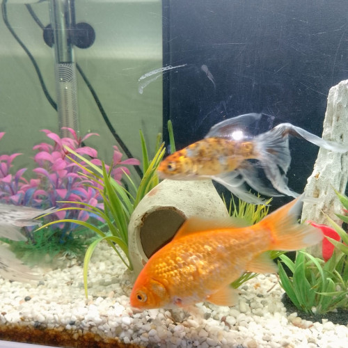 Urgent donne poissons