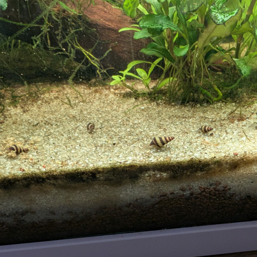 Escargot assassins