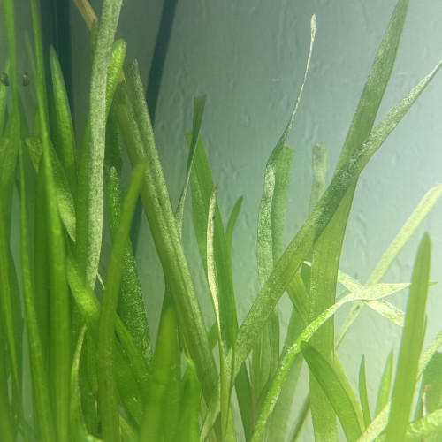 Vallisneria Spiralis