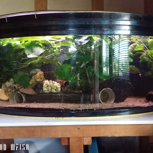 Donne aquarium+meuble+poissons et plantes