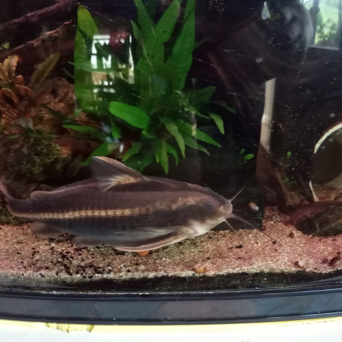 Donne aquarium+meuble+poissons et plantes