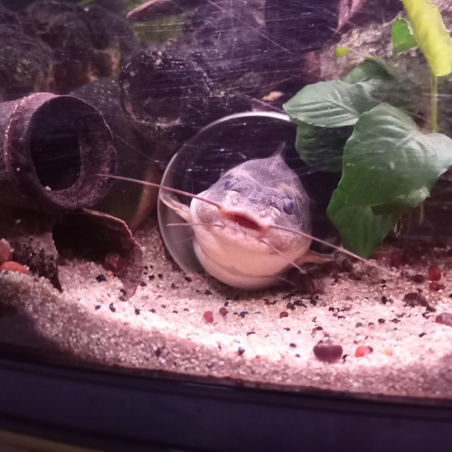 Donne aquarium+meuble+poissons et plantes