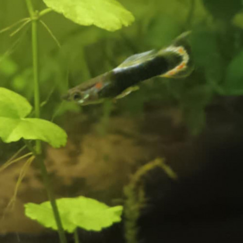 Guppy mâle 3