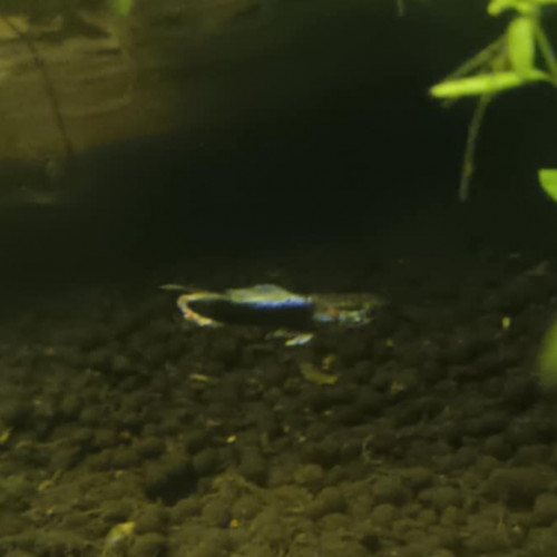 Guppy mâle 3