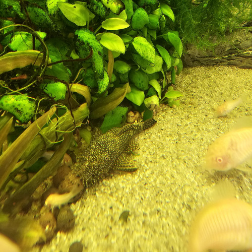 Guppys Endler / Corydoras albinos / Ancistrus