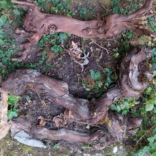 bois de décoration