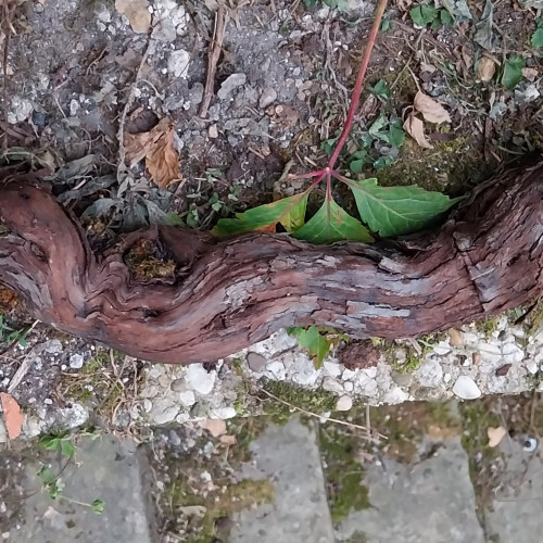 bois de décoration