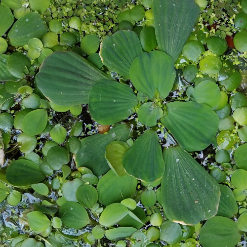 URGENT ! Des plantes flottantes bac ou bassin à DONNER