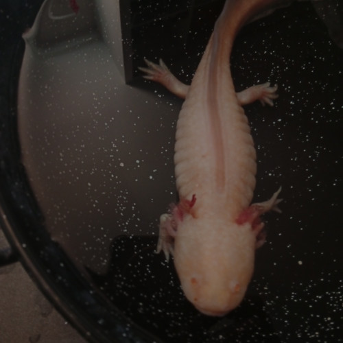 Axolotl