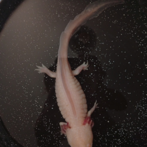 Axolotl
