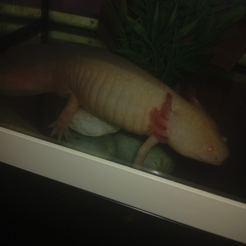 Axolotl