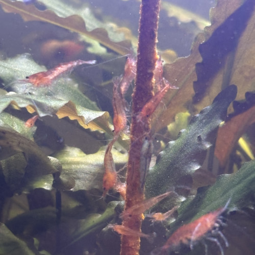 Crevettes red cherry