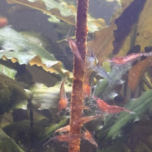 Crevettes red cherry