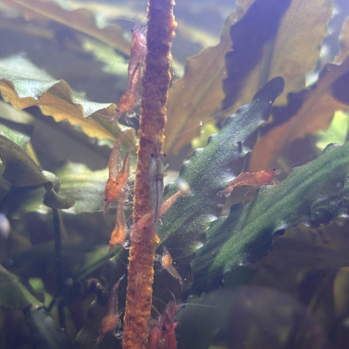 Crevettes red cherry