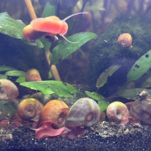 Planorbes - escargot aquarium