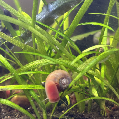 Planorbes - escargot aquarium