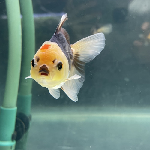Oranda panda