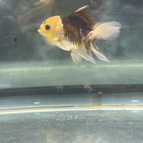 Oranda panda