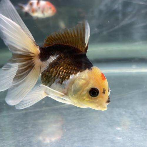 Oranda panda