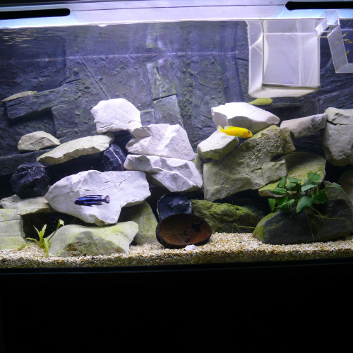 Donne cichlidés malawi et aquarium 200 litres