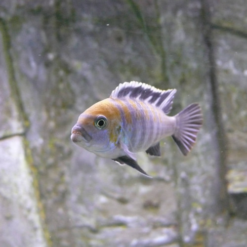Donne cichlidés malawi et aquarium 200 litres