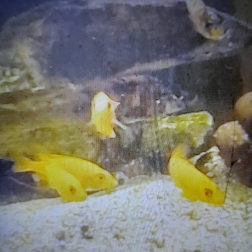 Aulonocara Fire et calico 7 / 8 cm