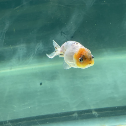 Poisson rouge japonais Ranchu