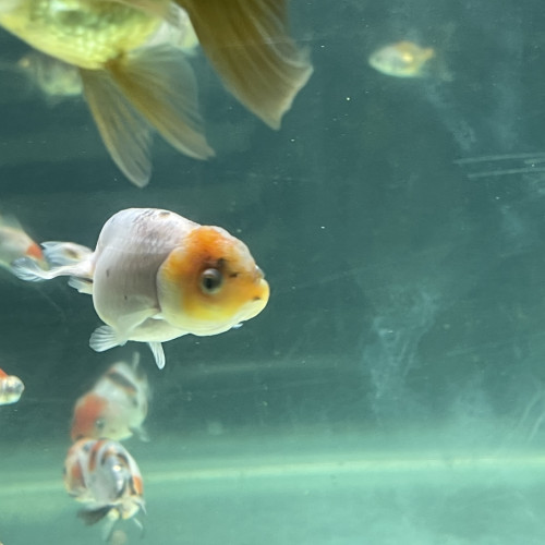 Poisson rouge japonais Ranchu