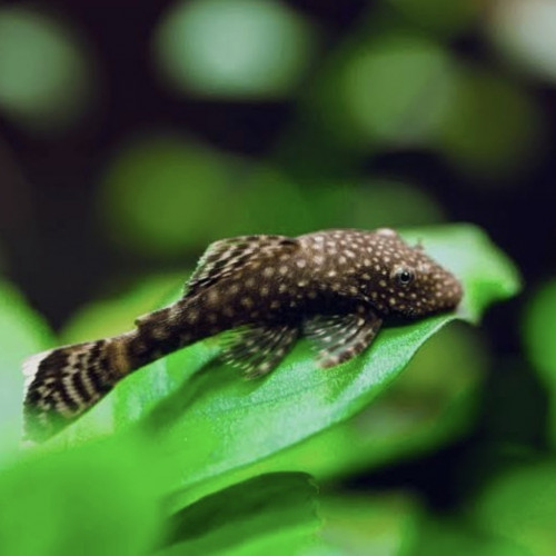 Ancitrus