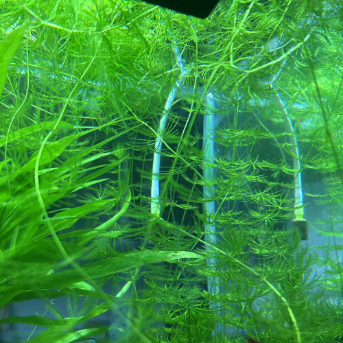 Ceratophyllum (flottante ou plantée)