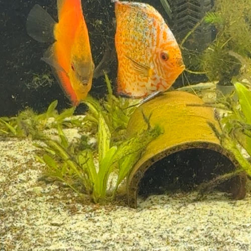 Couple Discus