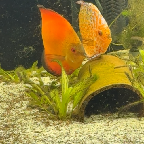 Couple Discus