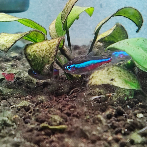Neon cardinalis - crevettes