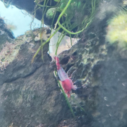 Neon cardinalis - crevettes