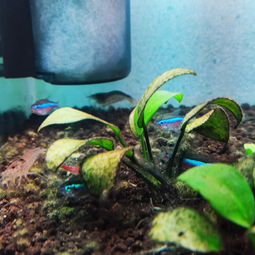 Neon cardinalis - crevettes