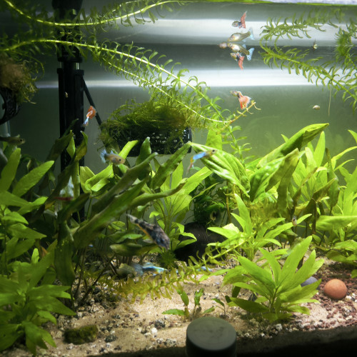 Vends ou échanges guppys contre crevettes red cherry