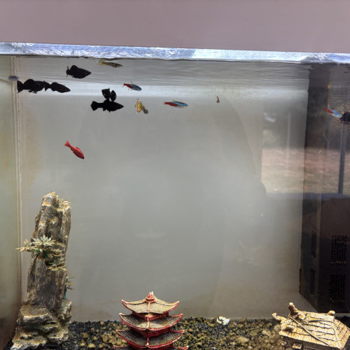 Don poissons cause déménagement