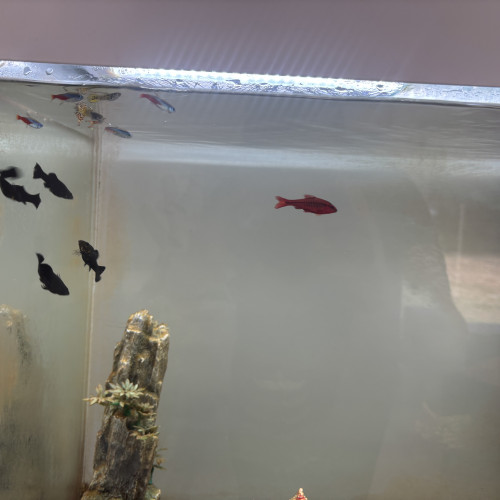 Don poissons cause déménagement