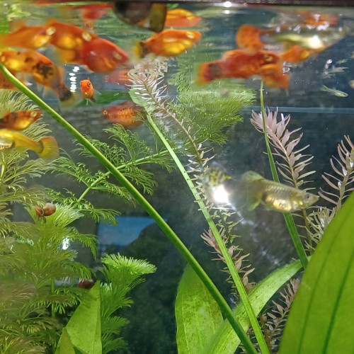 DON gros platys adultes  surpopulation  33290 Parempuyre