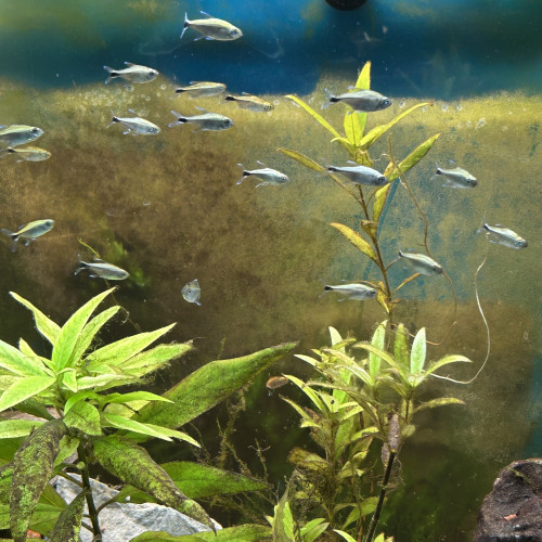 Donne Botia Sidthimunki et petit Tetra argenté