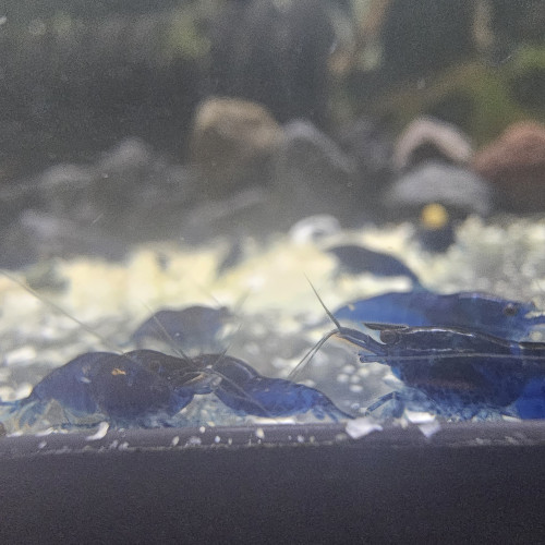 Neocaridina bleu