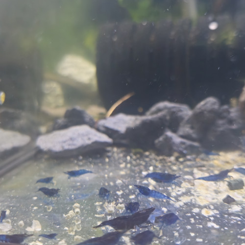 Neocaridina bleu