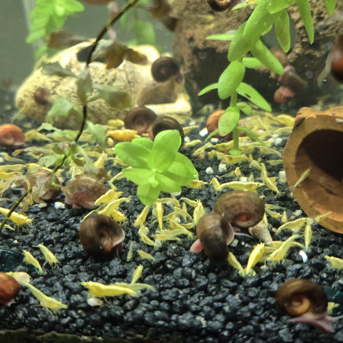 Crevettes yellow neon